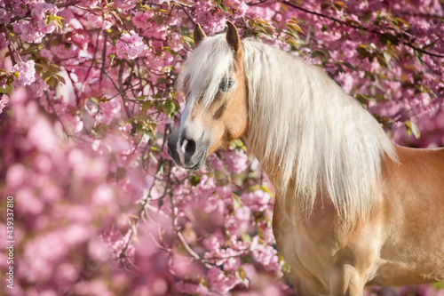 Portrait of a nice haflinger pony with sakura blooming cherry flowers