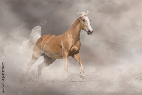 Palomino horse run free in desert sand