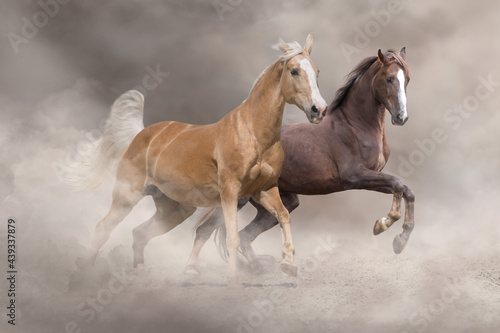 Palomino and bay horse run free in desert sand