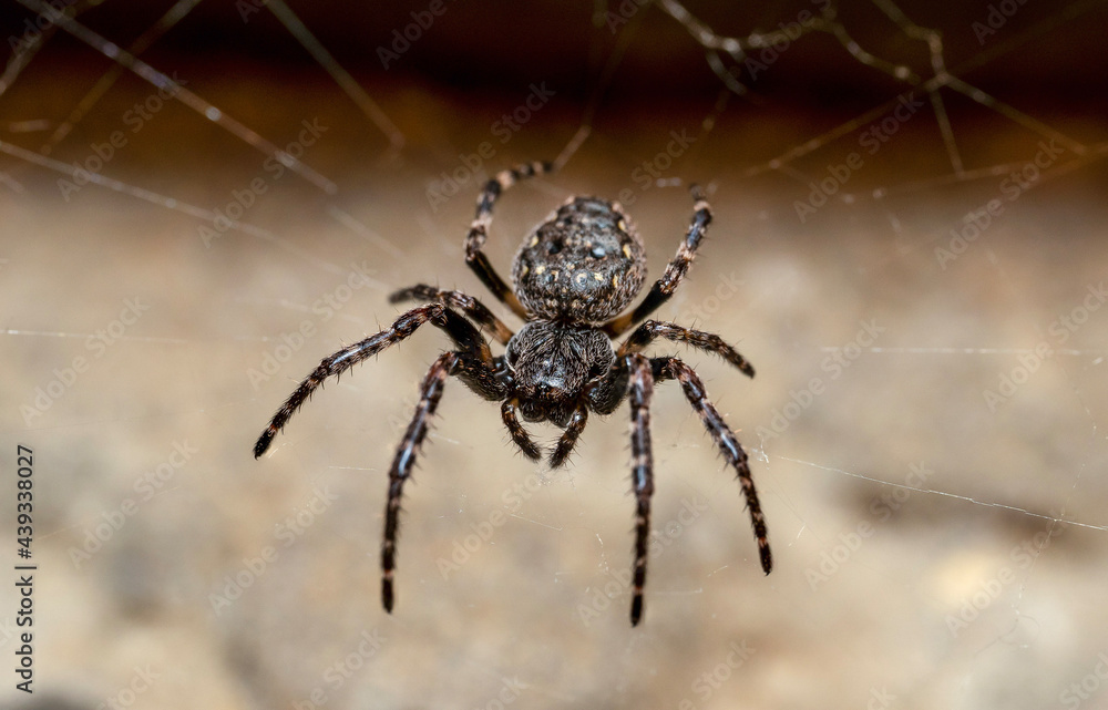spider on the web spider on the web