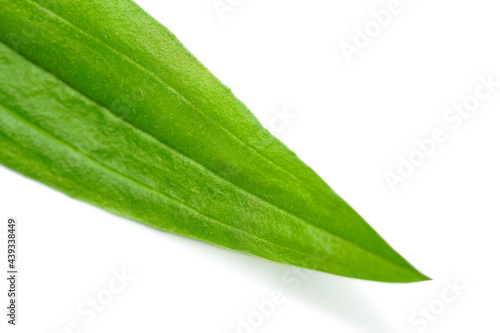 closeup of tip of long green leaf on white background, shallow depth of field