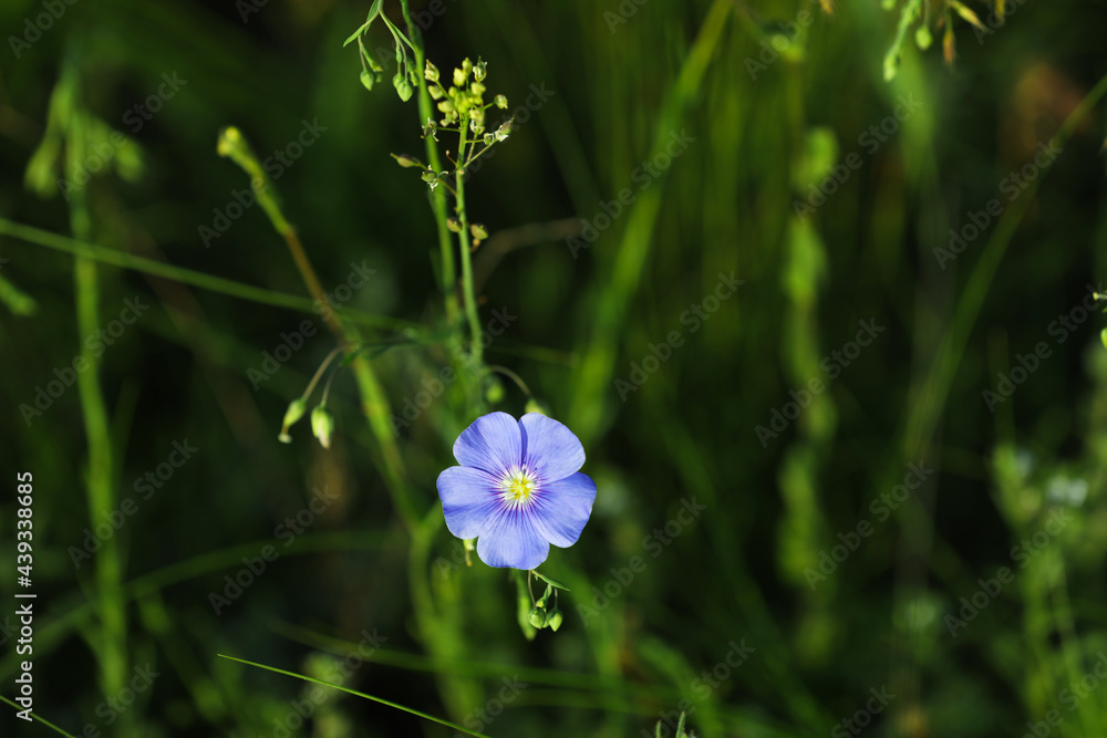 Beautiful blooming flax plant in meadow, space for text