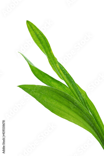 long green blades of grass, plant with water drops on white background