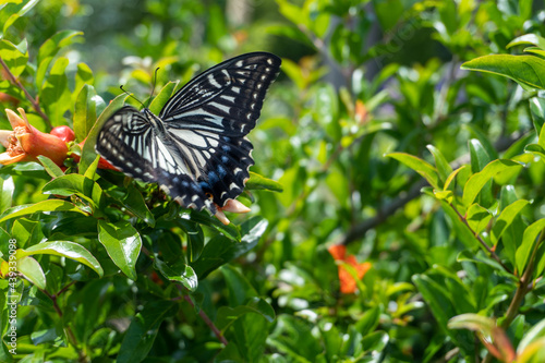 ザクロの花の蜜をすうナミアゲハ