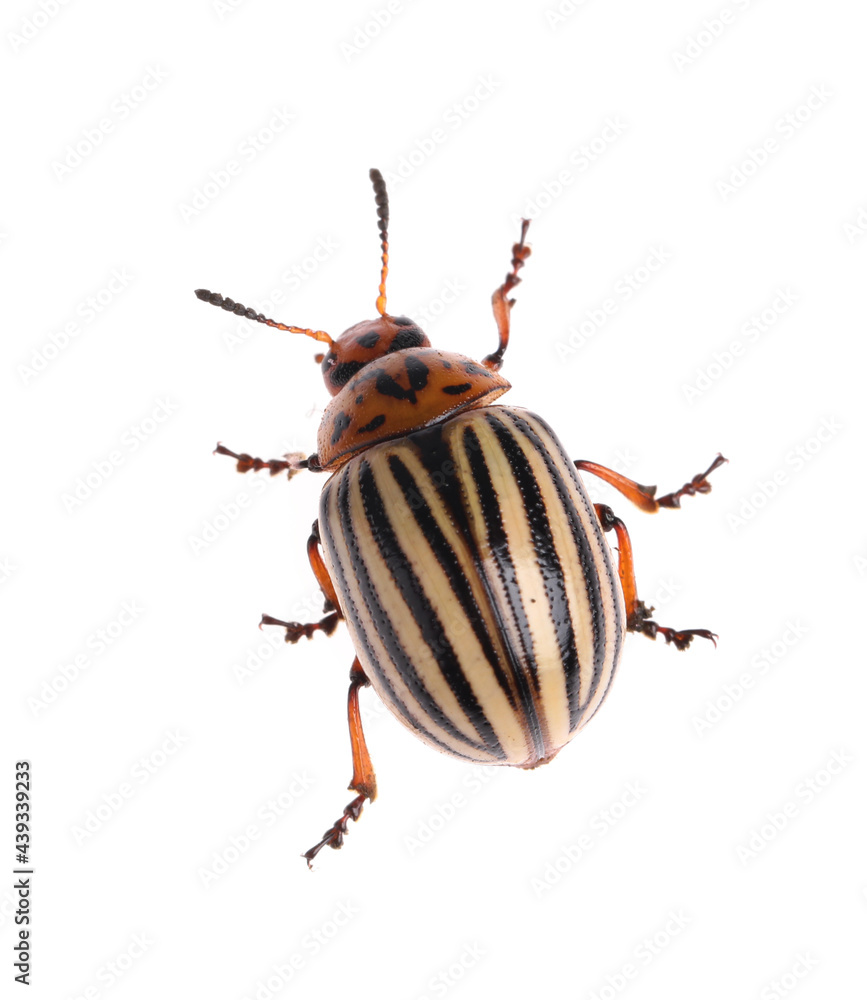 One colorado potato beetle isolated on white One colorado potato beetle isolated on white