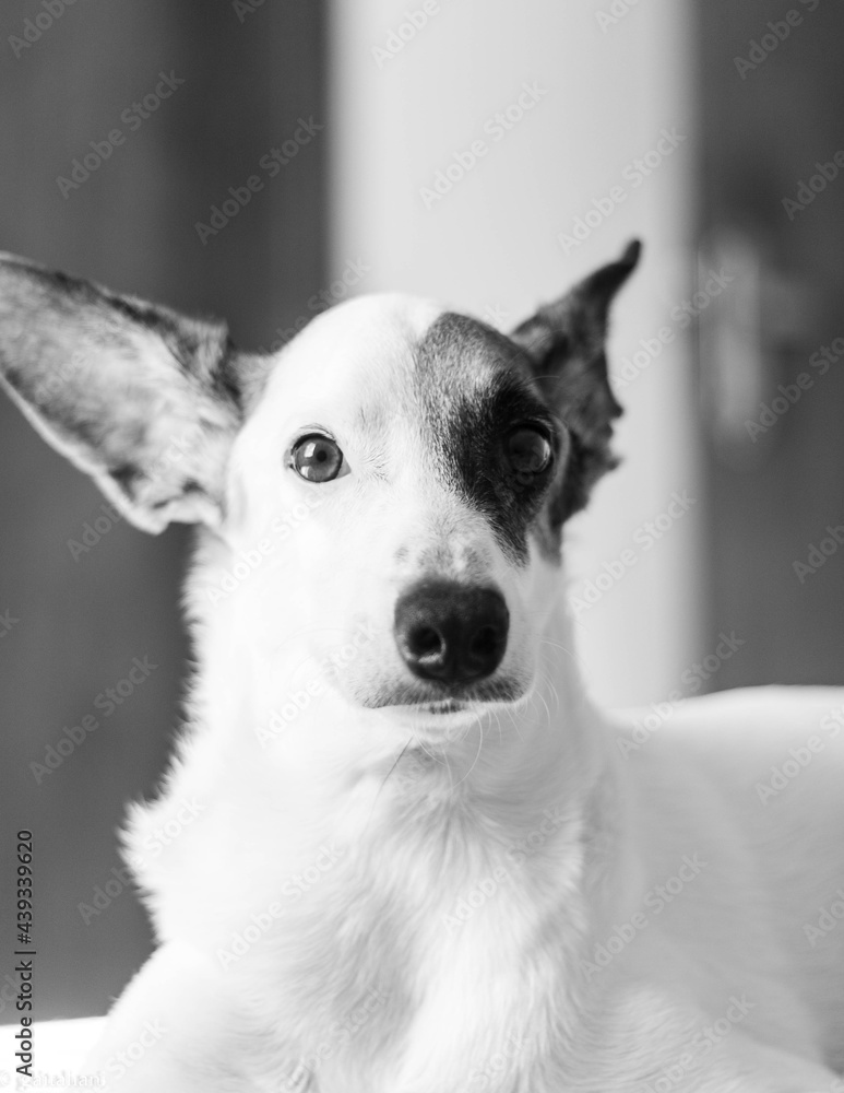 jack russell terrier portrait