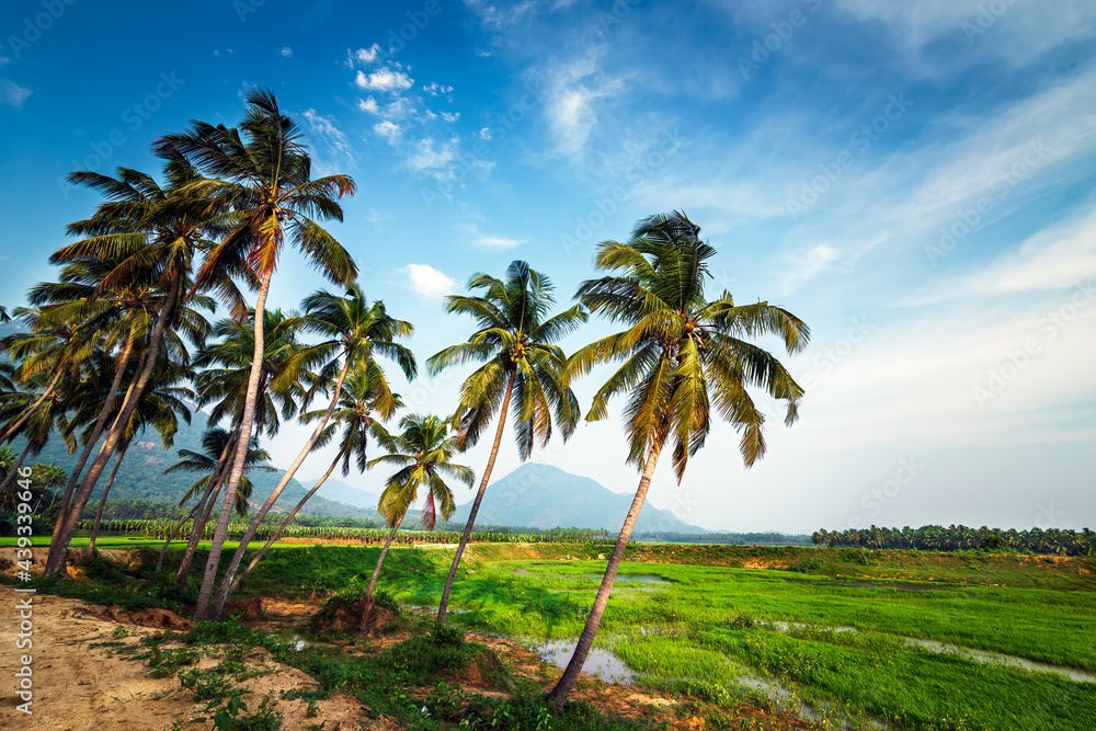 Coconut trees plantation, dynamic view from bottom with blue sky nature background.
