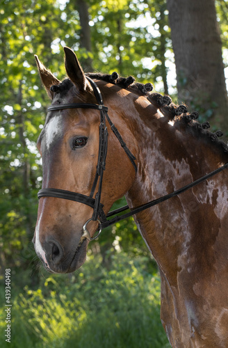 Horse head. Equestrian riding horse. Netherlands. Saddle horse.