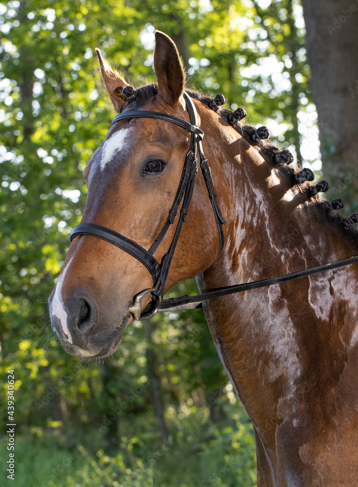 Horse head. Equestrian riding horse. Netherlands. Saddle horse. Horse head. Equestrian riding horse. Netherlands. Saddle horse.