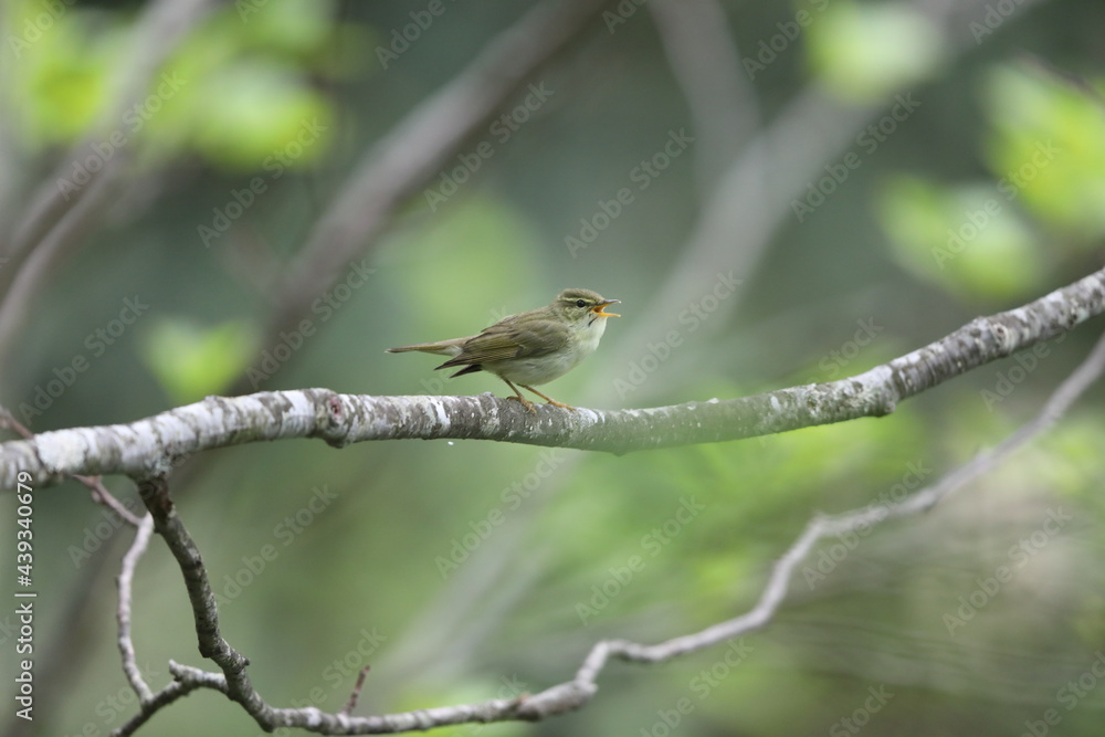 Japanese leaf warbler (Phylloscopus xanthodryas) in Japan Japanese leaf warbler (Phylloscopus xanthodryas) in Japan
