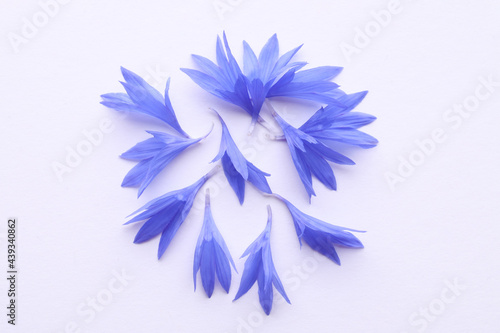 Beautiful light blue cornflower petals on white background, top view