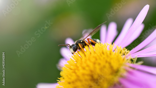 Bee and flower. Close-up of a large wasp collecting pollen on a flower on a Sunny bright day. Macro photography. Summer and spring backgrounds