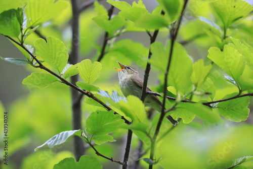 Japanese leaf warbler (Phylloscopus xanthodryas) in Japan © feathercollector