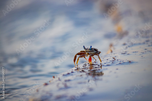 Close-up of a crab in a beach going on water