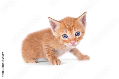 Small ginger kitten is sitting isolated on white background. Looks into the camera. Red kitten. Striped kitten. Blue eyes
