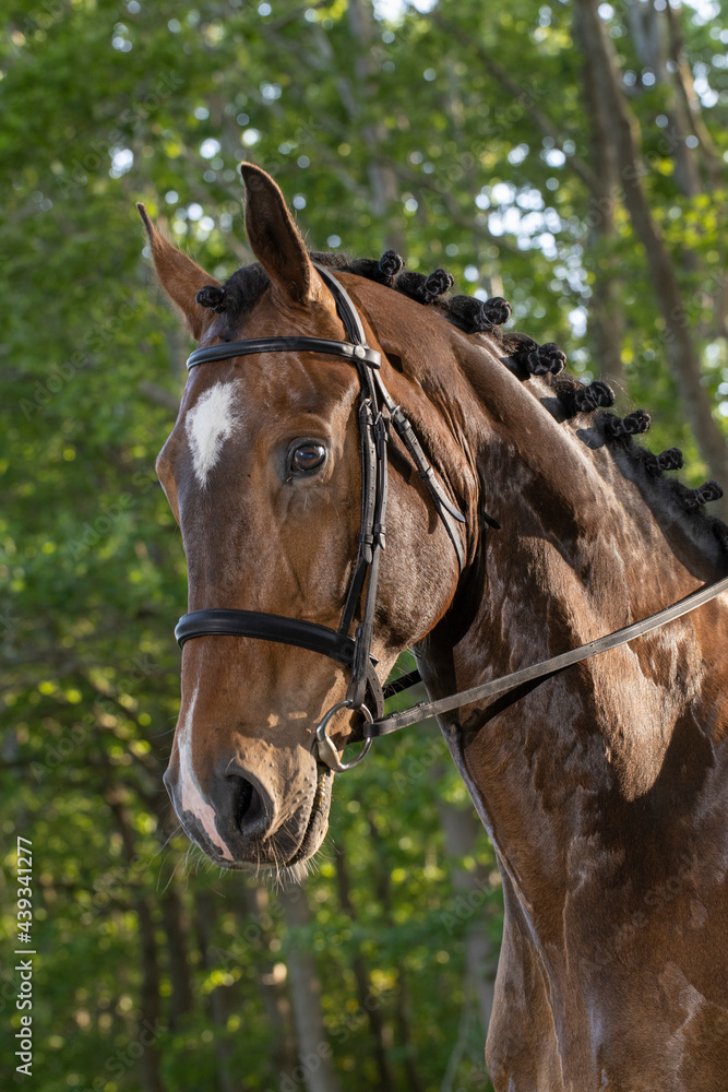 Horse head. Equestrian riding horse. Netherlands. Saddle horse. Horse head. Equestrian riding horse. Netherlands. Saddle horse.