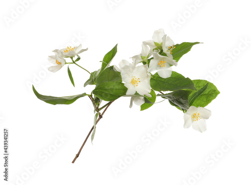 Branch of beautiful jasmine plant on white background © New Africa