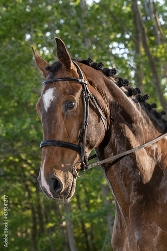 Fototapeta Naklejka Na Ścianę i Meble -  Horse head. Equestrian riding horse. Netherlands. Saddle horse.