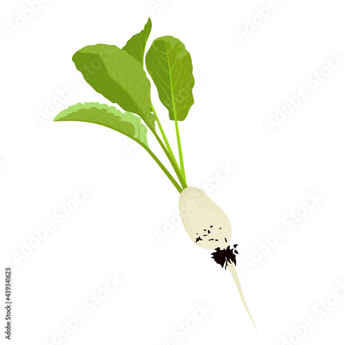 White radishes vector stock illustration. Mooli radish (daikon) plants and roots, mooli kumbong variety. Chinese radish. Isolated on a white background.