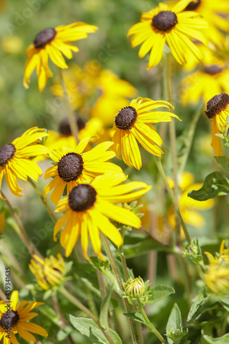 yellow daisy flowers facing the sun