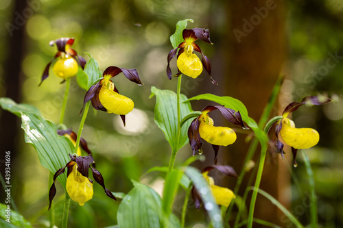 Frauenschuh, cypripedium calceolus, Orchidee im Wald