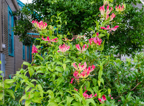 Flowering Gloriosa Lilly Plant in Residential Garden  photo