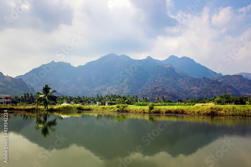 Beautiful landscape growing Paddy rice field with mountain and blue sky background in Nagercoil. Tamil Nadu, South India.