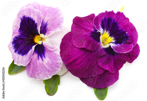 Two purple violets.