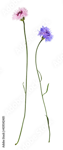 Set of blue and pink knapwe...