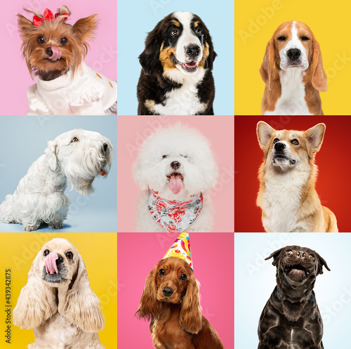 Wall Mural Art collage made of funny dogs different breeds on multicolored studio background