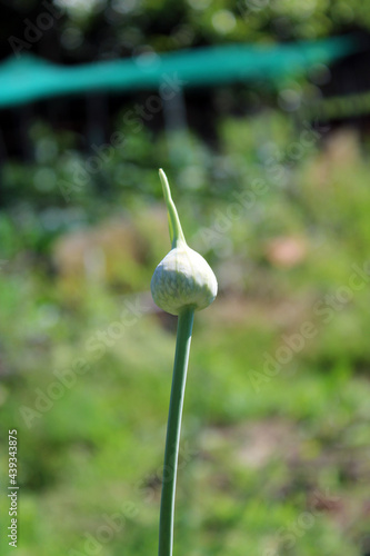 Bulbo di Aglione Allium ampeloprasum