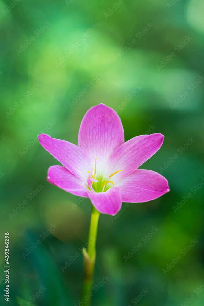 rain lily or zephyrlily, also known as cuban zephyrlily or rose fairy lily which bloom only after heavy rain, small tropical and ornamental pink flower on a natural background rain lily or zephyrlily, also known as cuban zephyrlily or rose fairy lily which bloom only after heavy rain, small tropical and ornamental pink flower on a natural background