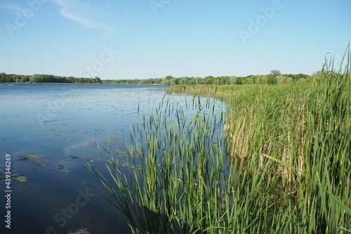 A view of the lake and grass growing by the edge.