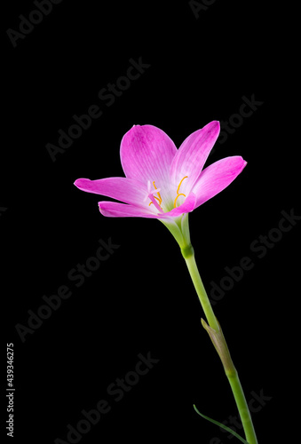 Fototapeta Naklejka Na Ścianę i Meble -  rain lily or zephyrlily, also known as cuban zephyrlily or rose fairy lily which bloom only after heavy rain, small tropical and ornamental pink flower isolated on black background
