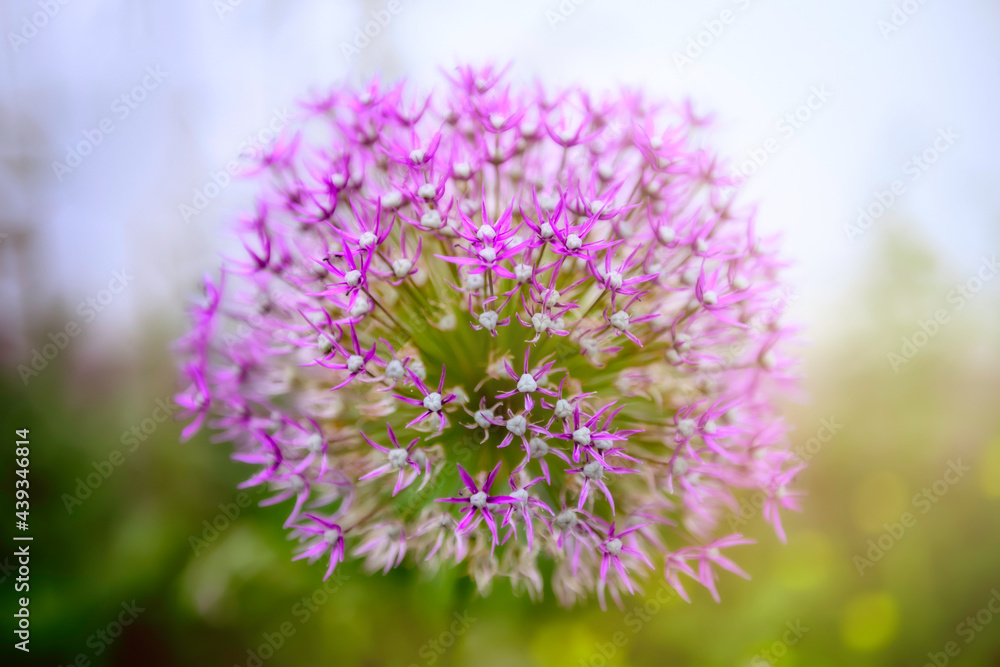 Blüte einer Zwiebel Zierlauch im Gegenlicht Blüte einer Zwiebel Zierlauch im Gegenlicht