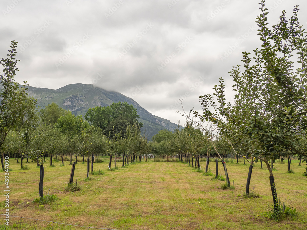 Vistas de los manzanos integrados en los paisajes verdes de naturaleza y medio ambiente saludable en Panes ,Asturias verano de 2020