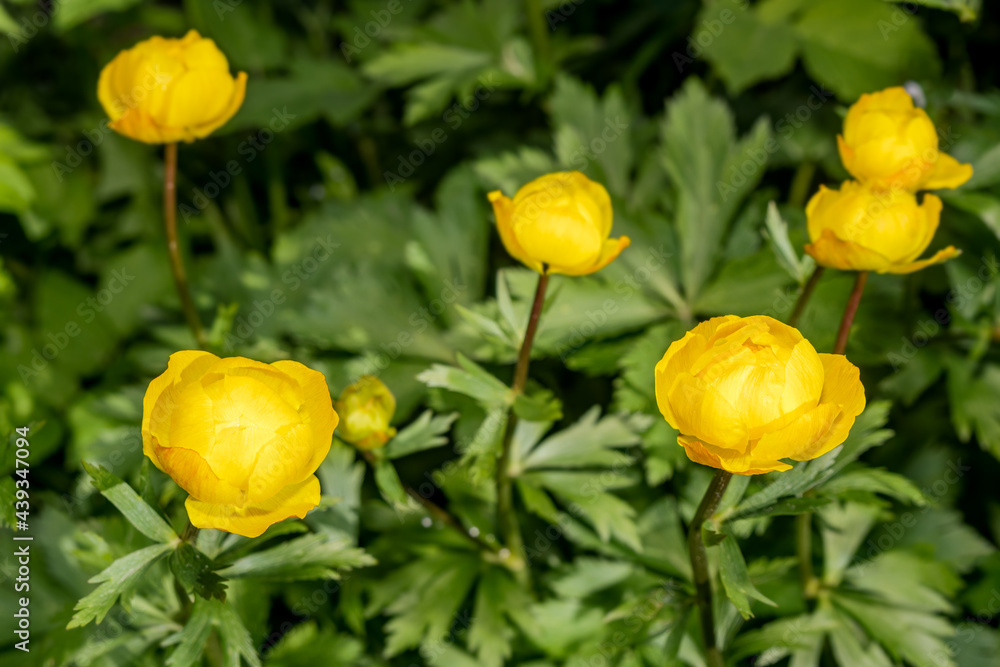 Globe-flower (Trollius europaeus) in garden