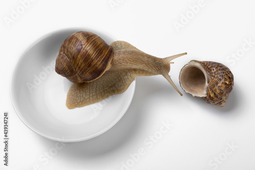 snail sits in a round gravy boat, neck outstretched as if looking at an empty shell, concept, on white background photo
