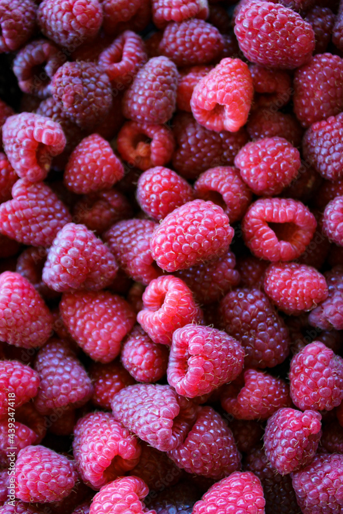 Raspberries. Raspberry background. Ripe raspberries. Raspberries. Raspberry background. Ripe raspberries.