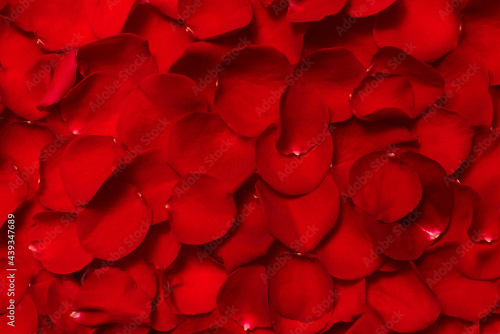 A textured background of red rose petals with room for text. Festive floral background for The Women's Day, Mother's Day, Valentine's Day, Lovers' Day A textured background of red rose petals with room for text. Festive floral background for The Women's Day, Mother's Day, Valentine's Day, Lovers' Day