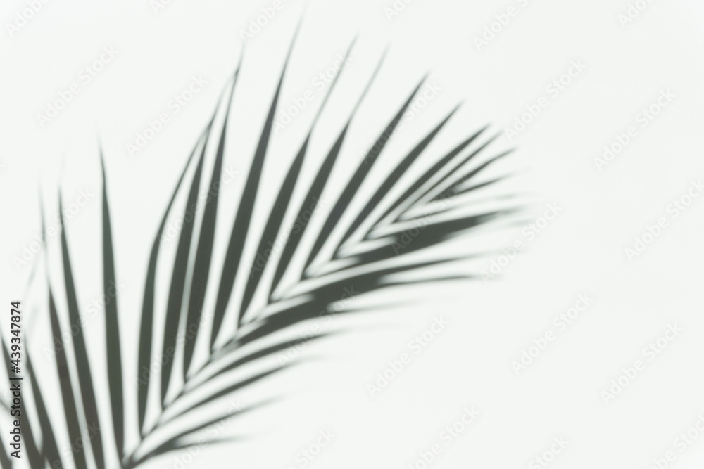 Fototapeta premium Shadow palm overlay background. Blurred shadow of a tropical branch of a palm tree on a white light wall on a sunny day.