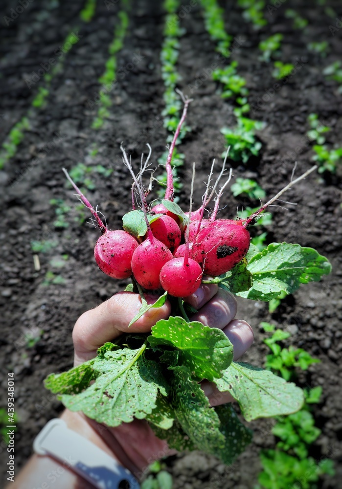 person picking raspberries in garden person picking raspberries in garden