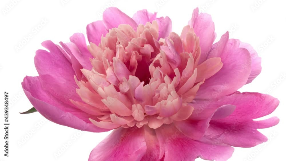 Beautiful pink Peony background. Blooming peony flower open, time lapse, close-up. Beautiful pink Peony background. Blooming peony flower open, time lapse, close-up.