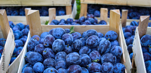 Banner. Plums market. Crates full of ripe blue plums. Plums after harvest. Prunus domestica.