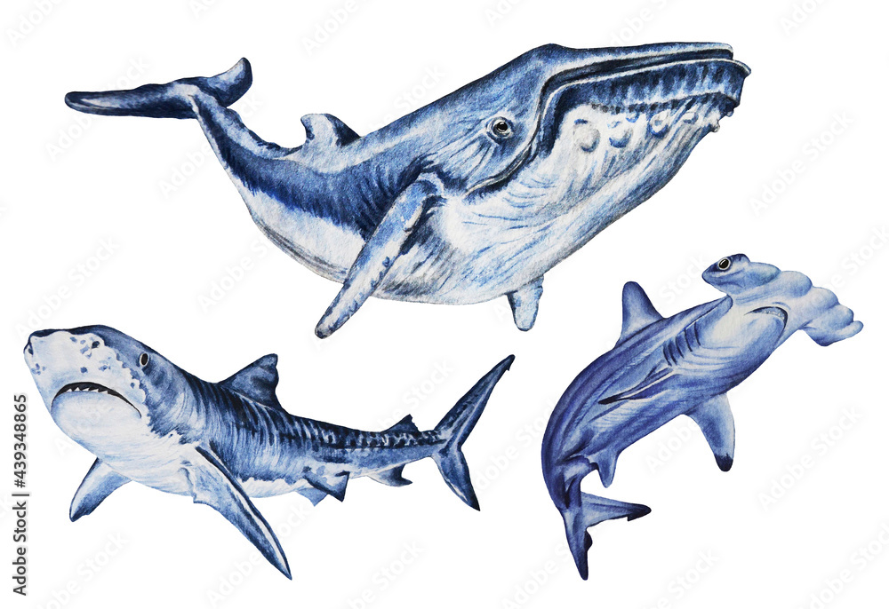 Naklejka premium Great wild sharks and humpback blue whale isolated on white background. Hand drawn animals. Underwater animal. Template.
