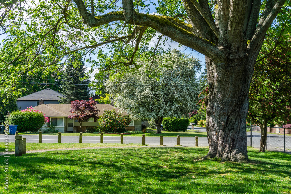 Obraz premium Spring In Burien 2