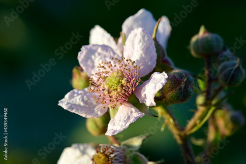 Brombeer-Blüte (Rubus sect. Rubus) // Blossom of a Blackberry photo