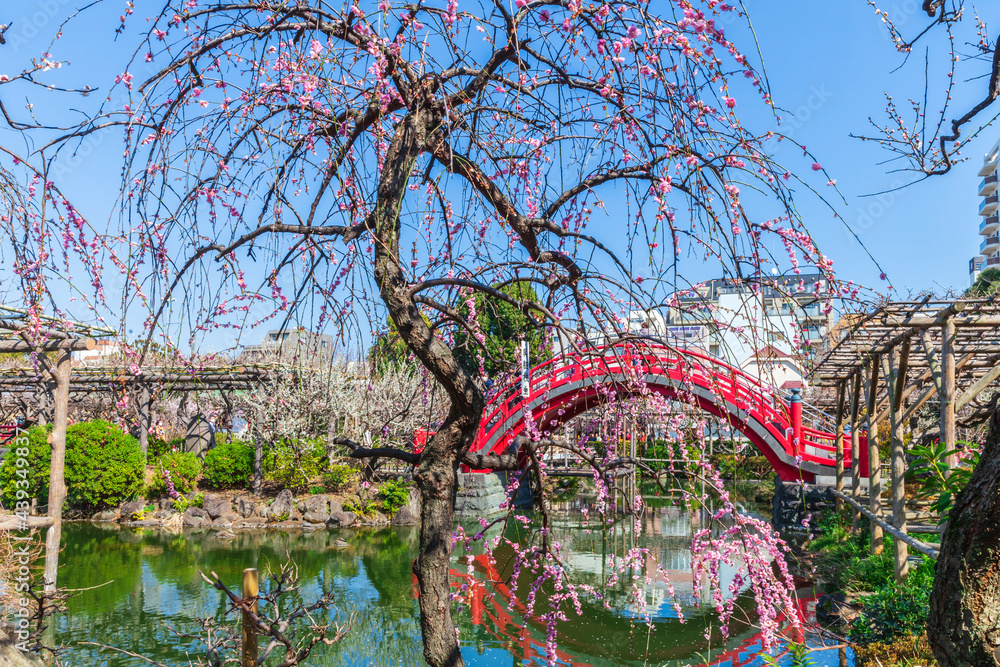 梅の花咲く庭園　東京