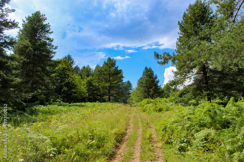 The forest. A wild road through the forest. Perfect summer landscape. A beautiful day with a few white clouds in the sky.