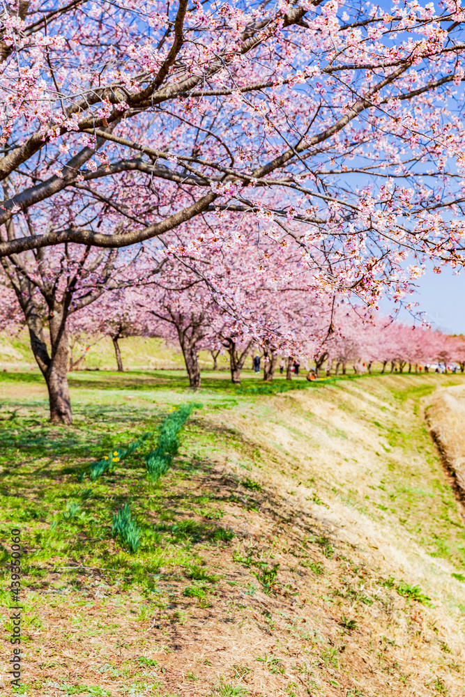 Fototapeta premium 桜並木